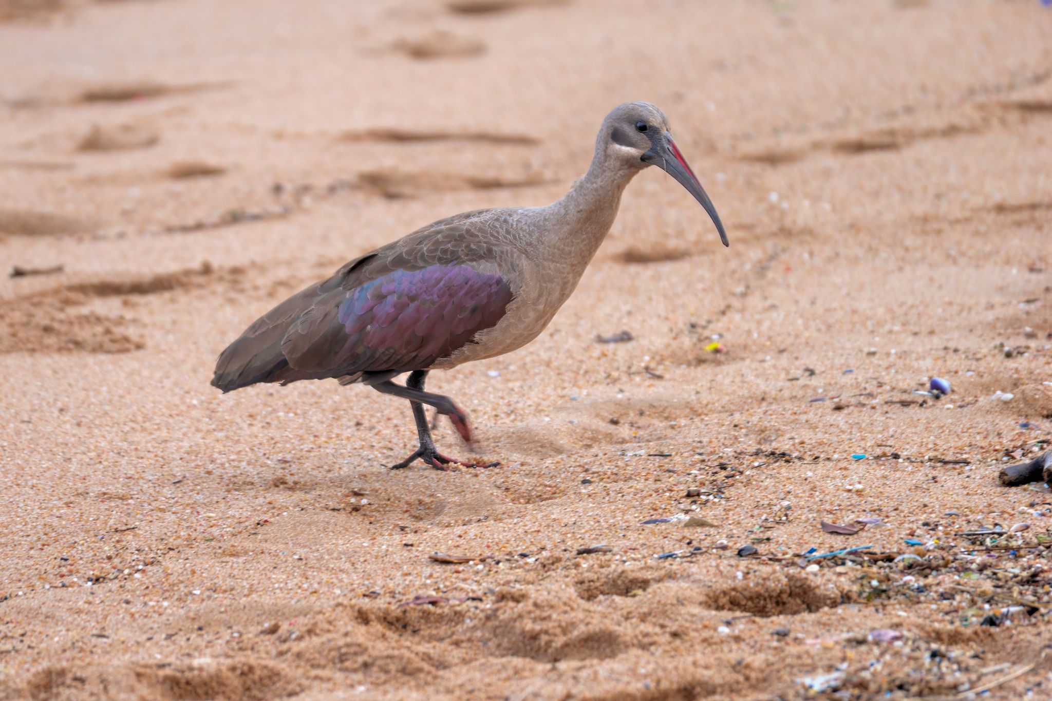 20161116 173429 Hagedasch